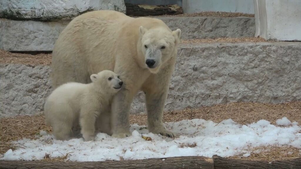 zoo karlsruhe eisbären