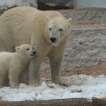 zoo karlsruhe eisbären